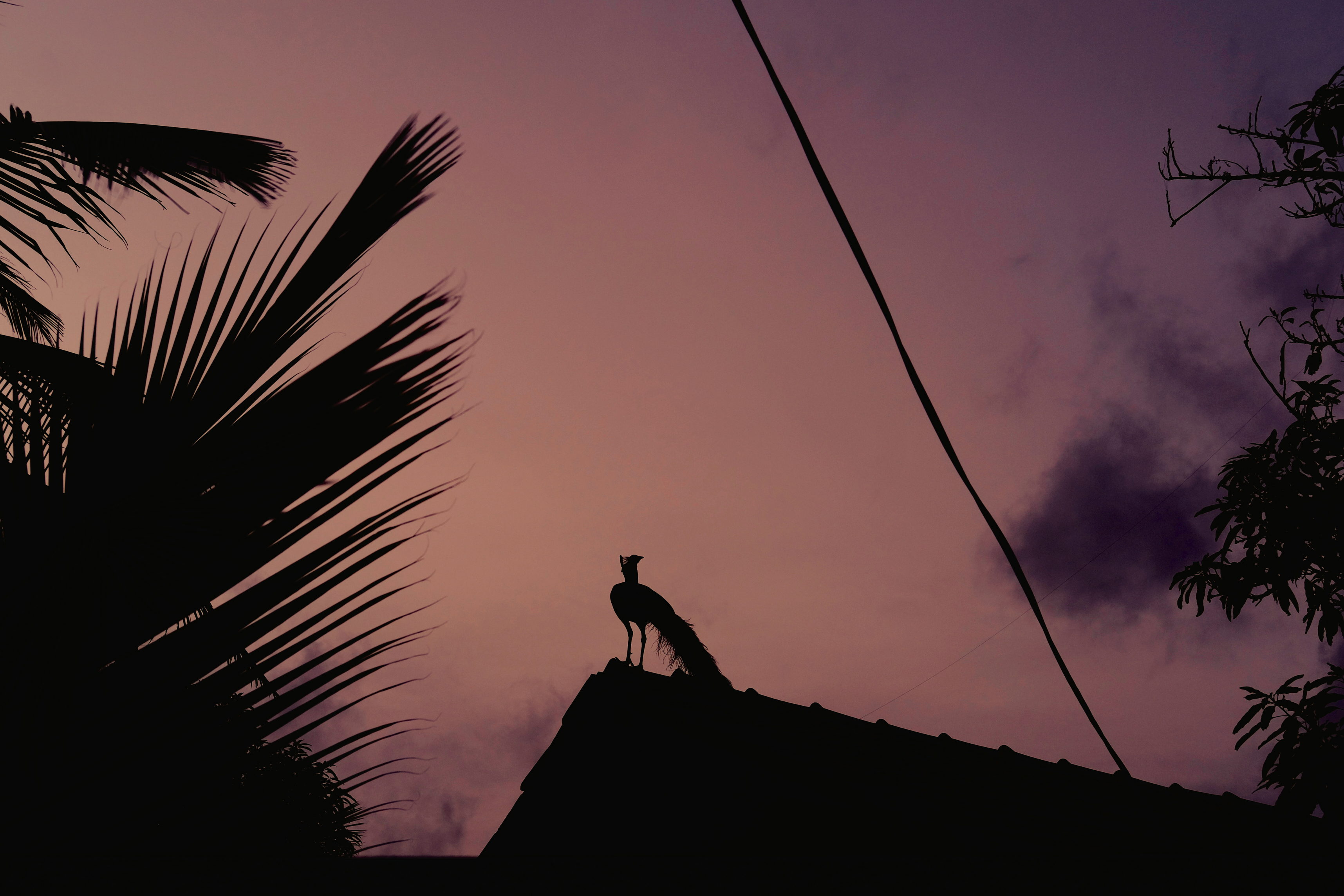 Sri Lanka, Mirissa, 2021-10-09. A peacock perched on a roof by a pink sky night. Photograph by Noemie de Bellaigue / Hans Lucas. 
Sri Lanka, Mirissa, 2021-10-09. Un paon perche sur un toit par un soir de ciel rose. Photographie par Noemie de Bellaigue / Hans Lucas.